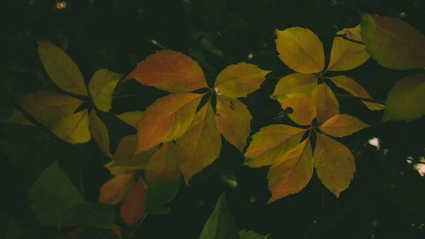 Focus Selettivo Foglie Autunnali Sull Albero — Foto Stock