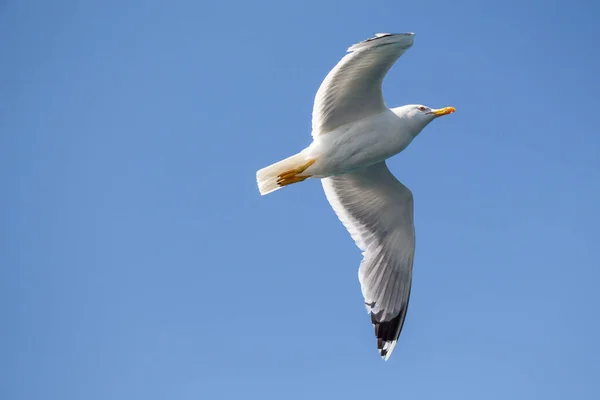 Vue Angle Bas Une Mouette Volante — Photo