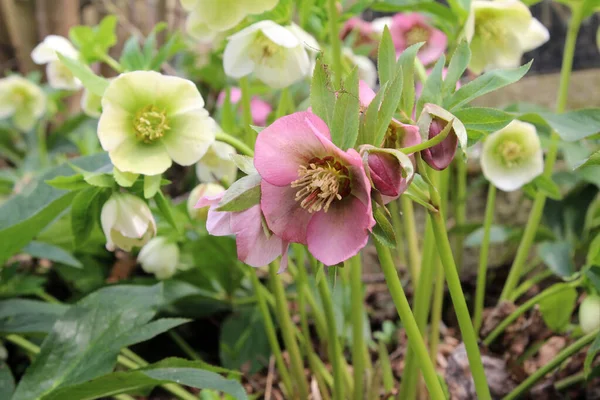 Eine Selektive Nahaufnahme Farbenfroher Hellebore Blumen Auf Einem Garten — Stockfoto