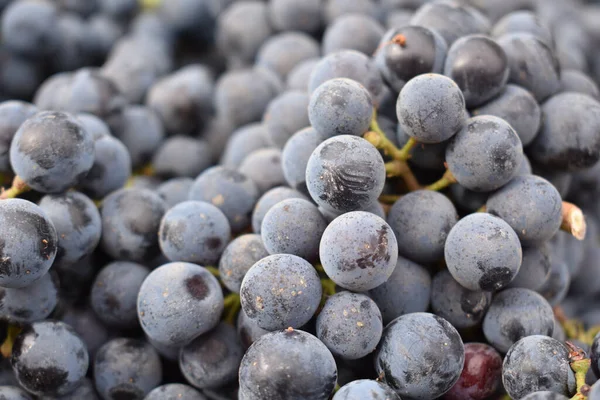 Primer Plano Uvas Frescas Walla Walla Washington Wine Country — Foto de Stock