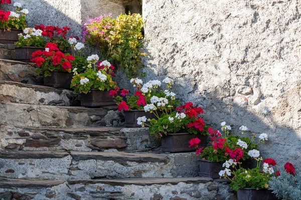 Pots with Pelargonium flowers lined up on steps