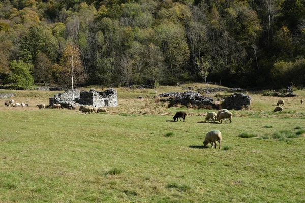 Kilátás Egy Csorda Juhok Legeltetés Zöld Mezők Közelében Romok — Stock Fotó