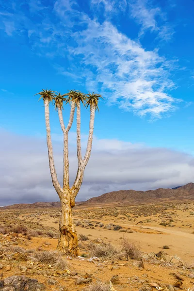 Closeup Aloe Dichotoma Tree Desert Scenic Cloudscape Background — Stok fotoğraf