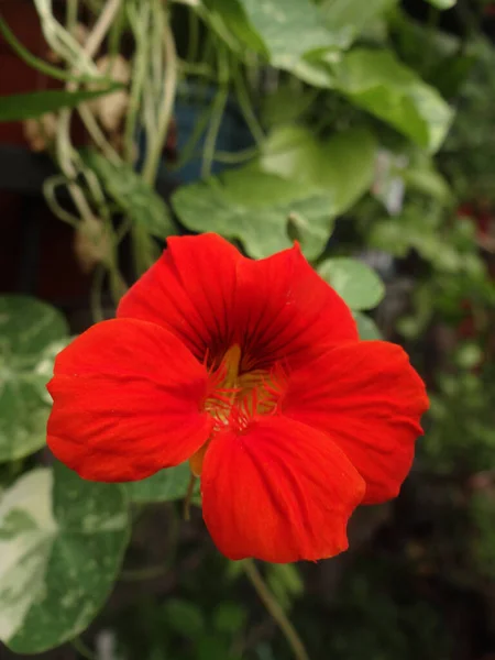 Plan Vertical Une Fleur Rouge Nasturtium Fleurie Dans Jardin — Photo