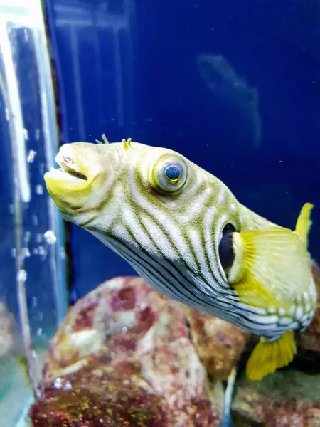 Closeup Shot Coral Reef Fish — Stock Photo, Image