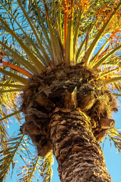 Tiro Ângulo Baixo Uma Palmeira Sob Luz Solar Céu Azul — Fotografia de Stock