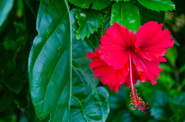 Gros Plan Une Plante Rouge Shoeblackplant Sous Lumière Soleil Dans — Photo