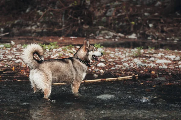 Tiro Foco Seletivo Husky Siberiano Água — Fotografia de Stock