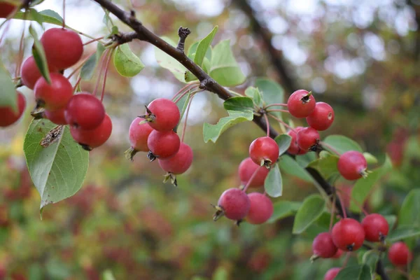 Gros Plan Petites Baies Rouges Sur Arbre — Photo