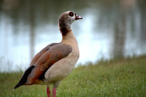 Selektiv Fokusbild Gås — Stockfoto