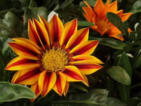 Primo Piano Fiori Fioriti Gazania Nel Verde — Foto Stock