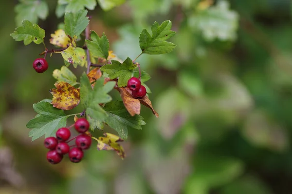 Closeup Shot Hawthorns Growing Tree — Zdjęcie stockowe