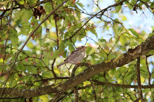 Närbild Liten Söt Sparv Sittande Gren Ett Träd Våren — Stockfoto