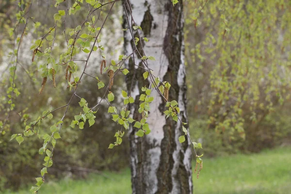 Primer Plano Ramas Árboles Con Hojas Otoño Parque — Foto de Stock