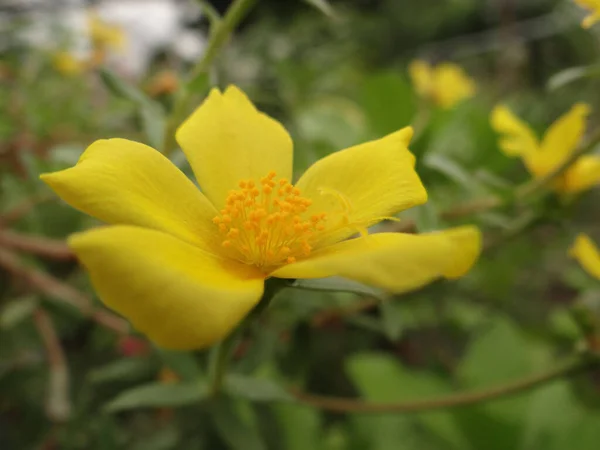 Primo Piano Fiori Erba San Giovanni Gialli Fiore — Foto Stock