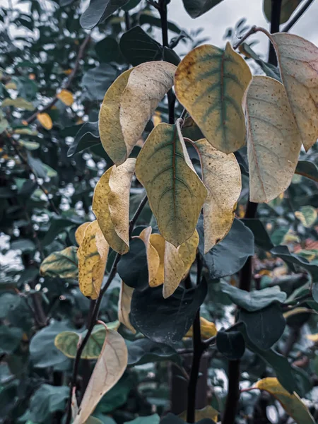 Eine Vertikale Aufnahme Von Pflanzen Mit Grünen Blättern — Stockfoto