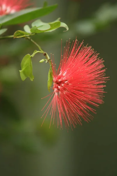 Enfoque Selectivo Flores Calliandra Roja —  Fotos de Stock