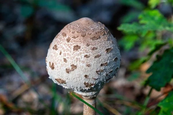 Een Close Shot Van Wilde Paddenstoelen Het Bos — Stockfoto