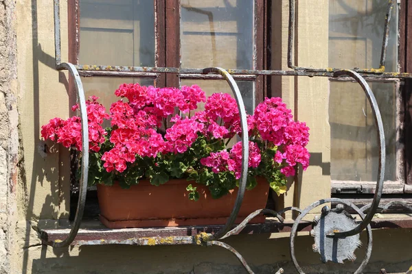 Bel Colpo Vaso Fiori Rosa Con Piantine Fresche Uno Sfondo — Foto Stock