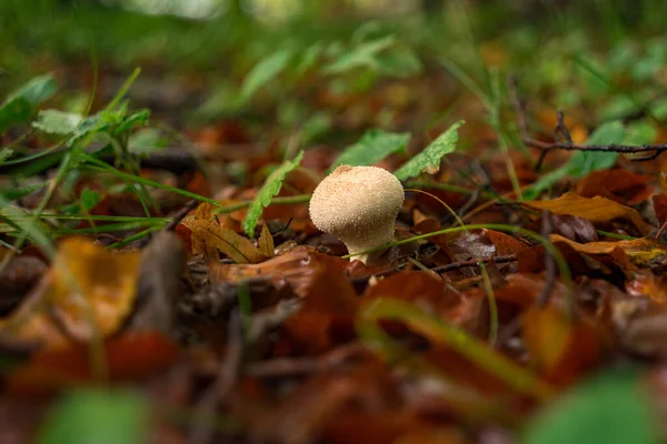 Closeup Warted Puffball Mushroom Wet Autumn Leaves Ground — Stock Photo, Image