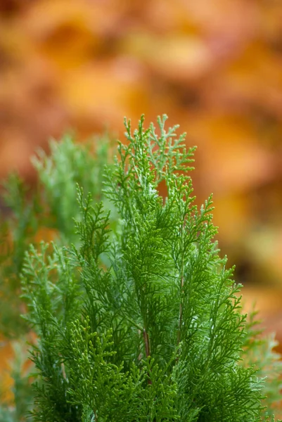 Closeup Artificial Green Pond Pine Isolated Blurry Background — Stock Photo, Image