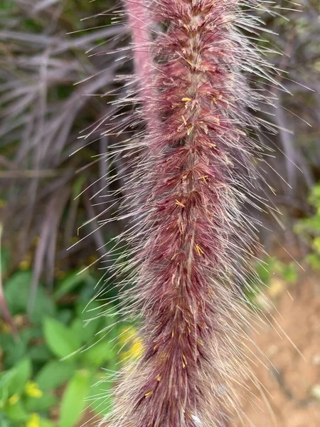 Plano Vertical Plantas Pennisetum Pedicellatum Campo Con Fondo Borroso — Foto de Stock