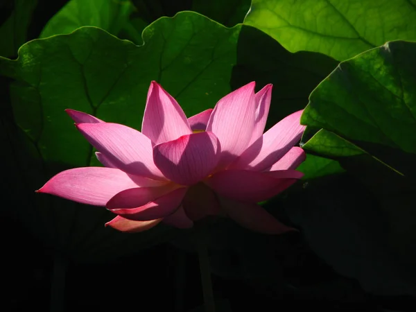 Gros Plan Une Belle Fleur Lotus Dans Étang — Photo
