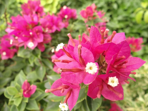Close Flores Bougainvillea Rosa Florescendo Jardim — Fotografia de Stock