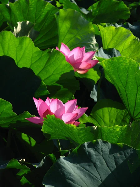 Een Verticaal Close Shot Van Een Prachtige Lotus Bloem Waterplas — Stockfoto