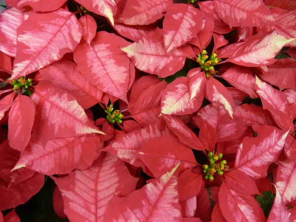 Primer Plano Flor Poinsettia — Foto de Stock