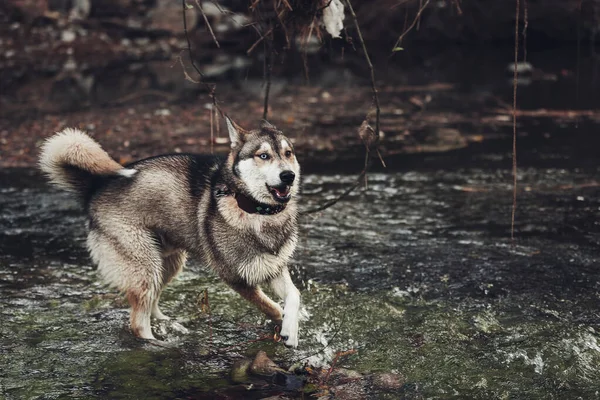 Szibériai Husky Szelektív Fókuszálása Különböző Színű Szemekkel Vízben — Stock Fotó