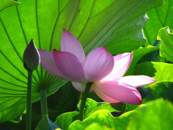 Крупный План Красивого Цветка Лотоса Пруду — стоковое фото