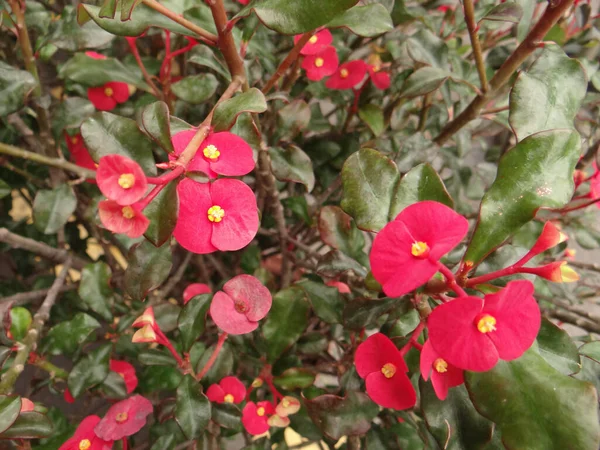 Closeup Shot Blooming Red Calibrachoa Flowers — Stock Photo, Image