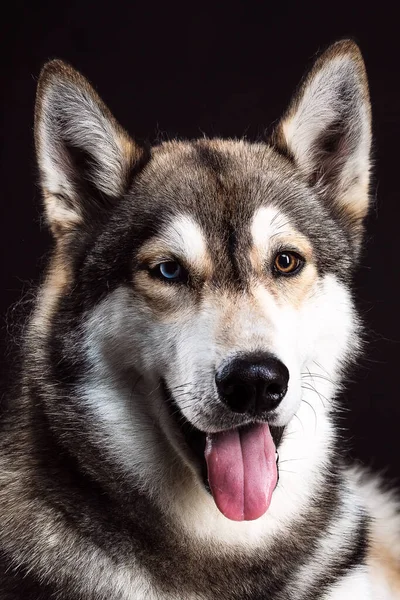 Ένα Πορτρέτο Της Σιβηρίας Husky Διαφορετικά Χρωματιστά Μάτια Μαύρο Φόντο — Φωτογραφία Αρχείου