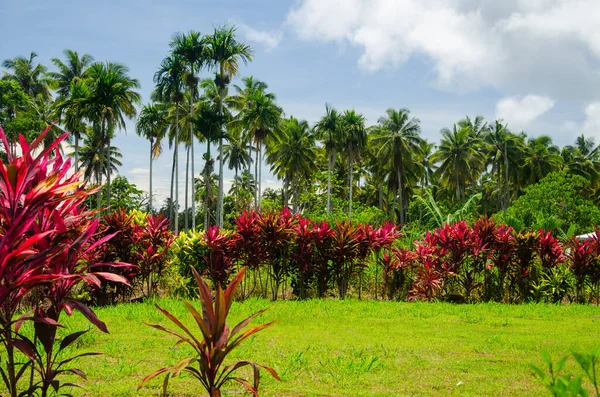 Campo Cubierto Palmeras Arbustos Bajo Luz Del Sol Cielo Nublado — Foto de Stock