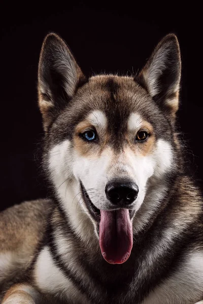 Ένα Πορτρέτο Της Σιβηρίας Husky Διαφορετικά Χρωματιστά Μάτια Μαύρο Φόντο — Φωτογραφία Αρχείου