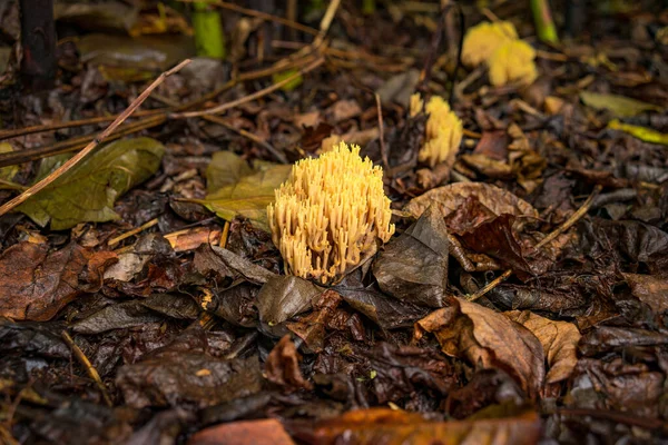 A closeup of strict-branch coral fungus and autumn dirty leaves on the ground