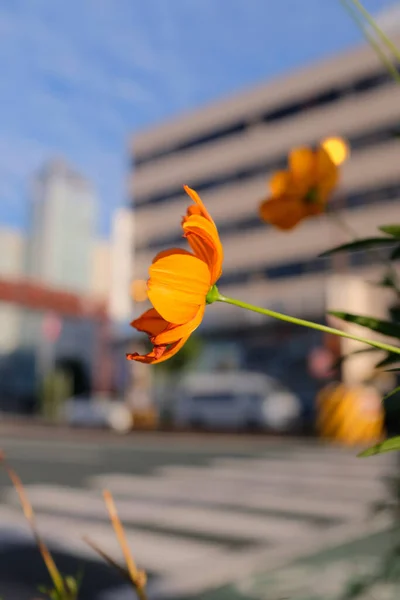 Eine Vertikale Selektive Fokusaufnahme Einer Orangen Blume — Stockfoto