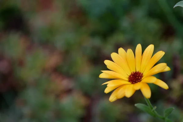 Selective Focus Closeup African Daisy Flower — Stock Photo, Image