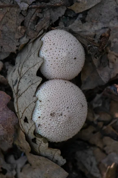 Gros Plan Champignons Sauvages Dans Forêt — Photo