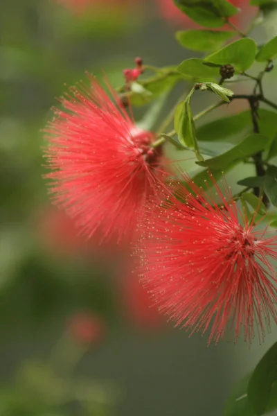 Een Selectieve Focus Shot Van Rode Calliandra Bloemen — Stockfoto