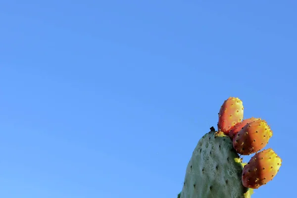 Primer Plano Cactus Espinoso —  Fotos de Stock