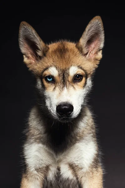 Retrato Filhote Cachorro Descascado Adorável Com Diferentes Olhos Coloridos Fundo — Fotografia de Stock