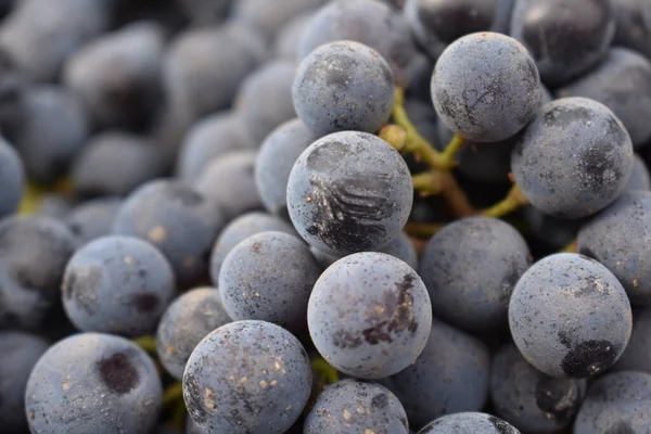 Een Close Shot Van Verse Druiven Walla Walla Washington Wijnland — Stockfoto