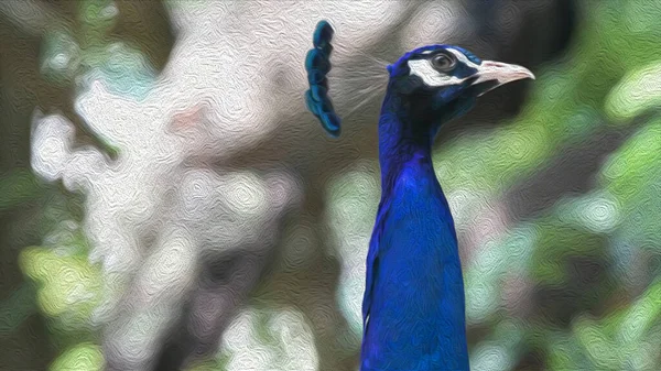 아름다운 파란색 공작새의 — 스톡 사진