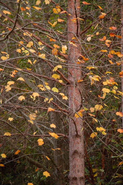 Tiro Vertical Árvore Derramando Suas Folhas Outono Conceito Outono Outono — Fotografia de Stock