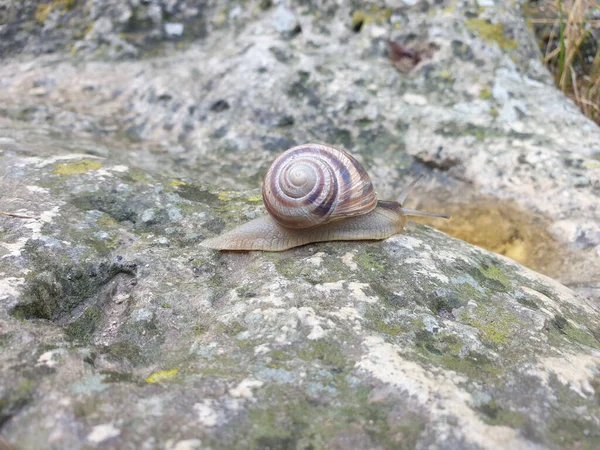 Closeup Shot Snail Stone — Stock Photo, Image