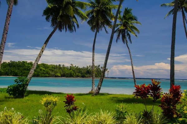 Moře Obklopené Palmami Keři Pod Slunečním Světlem Ostrově Savai Samoa — Stock fotografie