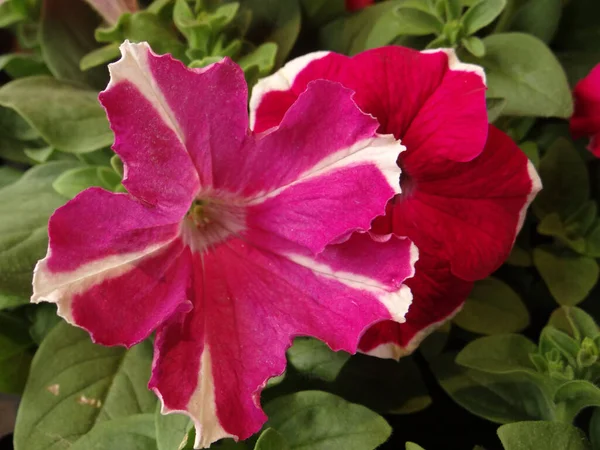 Closeup Shot Blooming Petunia Flowers Greenery — Stock Photo, Image