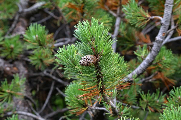 Selective Focus Closeup Creeping Pines Alps — Zdjęcie stockowe
